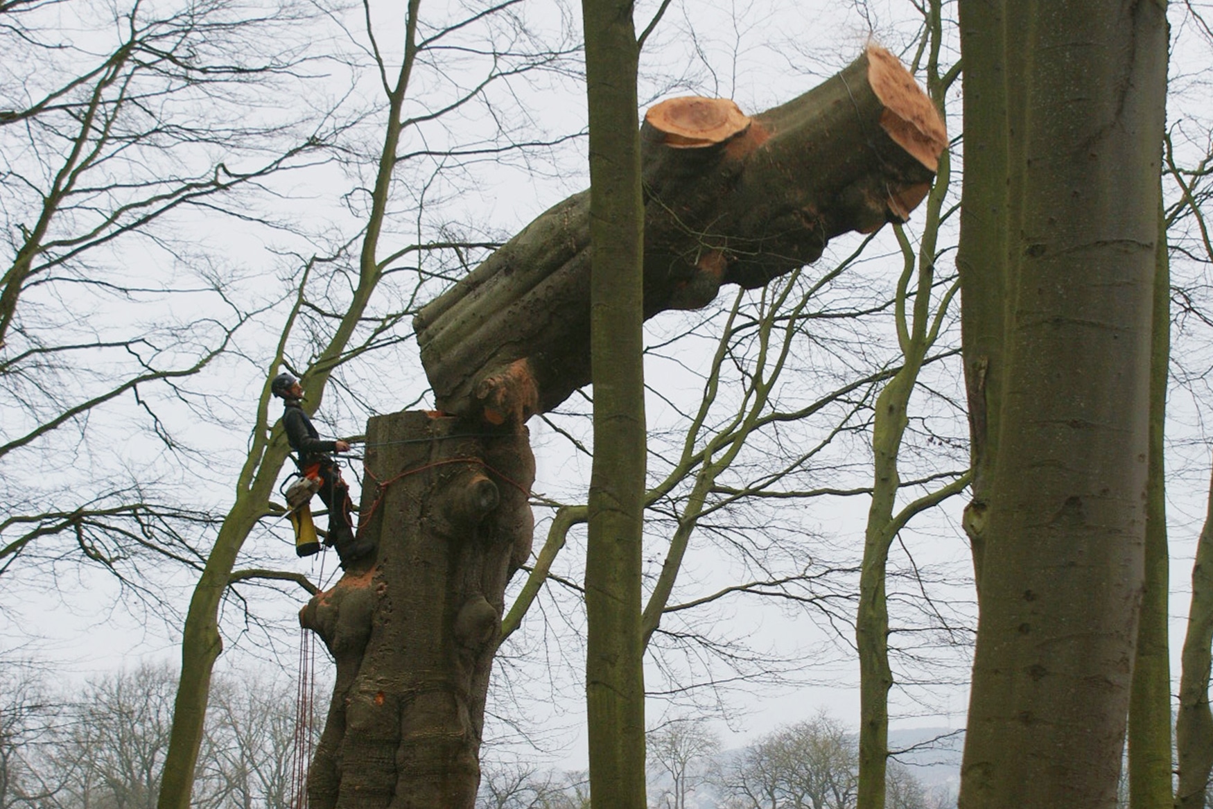 Abattage d'arbre à Rouen