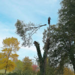 Abattage d'arbre Rouen