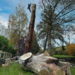 Abattage d'arbre Rouen