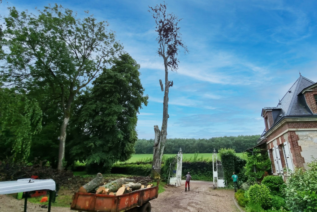 Abattage par démontage d’arbres