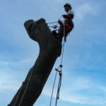 Abattage d'arbre Rouen