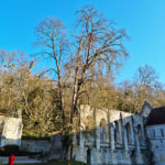 élagage d'arbre, taille et haubanage à Rouen