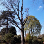 élagage d'arbre, taille et haubanage à Rouen