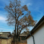 élagage d'arbre, taille et haubanage à Rouen